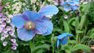 Blue Poppy Tour at Longwood Gardens // Himalayan Poppy // Meconopsis 'Lingholm' // Northlawn