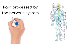 YouTube Pathophysiology: Pain