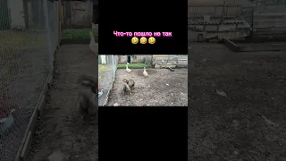 Когда твоя собака не такая как все 🤣 #shorts