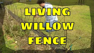 Planting a Live Willow Fence