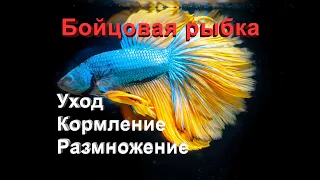 Бойцовая рыбка - "Петушок" (Betta Splendens) Уход, содержание и размножение