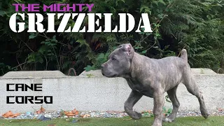 WELCOME THE MIGHTY ( GRIZZELDA ) To The Pack - Cane Corso Puppy