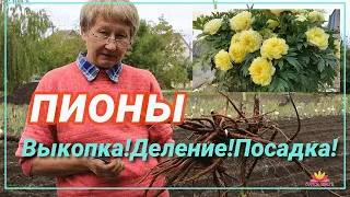 Деление и посадка пионов. Ретроспектива / Сад Ворошиловой