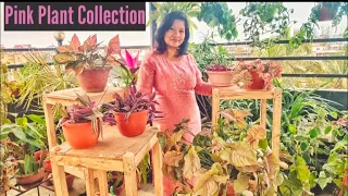 My Pink Plant Collection | Colorful Houseplants     #foliageplant #pinkplant