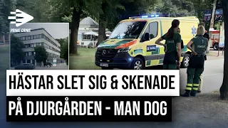 HÄSTAR SLET SIG & SKENADE PÅ DJURGÅRDEN - MAN DOG | HELA RÄTTEGÅNGEN