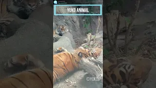 暑い日のスマトラトラ　Sumatran tiger on a hot day