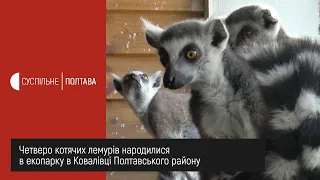 Четверо котячих лемурів народилися в екопарку в Ковалівці Полтавського району