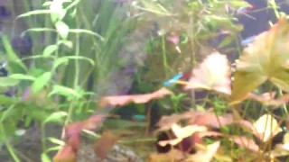 Old videos of fish tank- planted tank