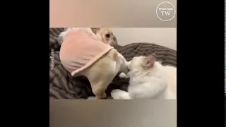 Dog bombs fart on cat face (Cat shocked)