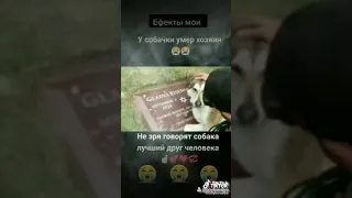 У собаки умер хозяин не зря говорят собака лучший 👍💯 друг человека