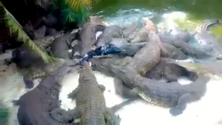 EATEN ALIVE || Crocodiles Feast on Live Calf || MAMBA VILLAGE #crocodiles #crocodile #cocodrilos.