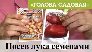 Голова садовая - Посев лука семенами