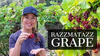 RazzMatazz Grape Review-- Friday Favorites