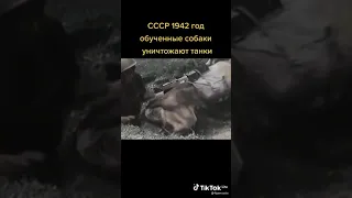 обученные собаки Великой отечественной войны.