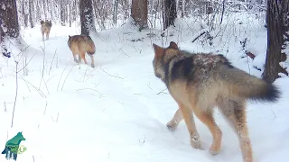 Wolf pack moving through majestic forest after early winter snow