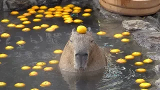 Capybara with mandarin orange on head　みかんを頭にのせるカピバラ 伊豆シャボテン動物公園元祖カピバラ露天風呂　MAESTRO ZEN