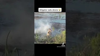 Alligator eats drone!!!!!!!