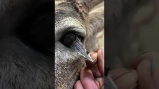 Peeling a Taxidermy Deer Eye
