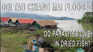 Doi Tao Chiang Mai Flooded | Do Parasites Live in Dried Fish | ดอยเต่า เชียงใหม่ น้ำท่วม