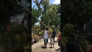 Oh My God! Tallest Dragon Fruit Tree I Have Ever Seen! Watch For You to Believe 😮