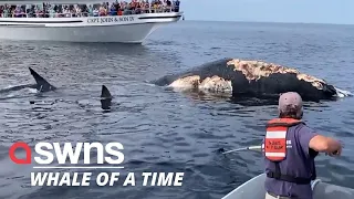 Watch ferocious Great White SHARKS feast on the carcass of a humpback whale | SWNS