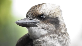 baby kookaburra sings after food