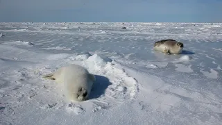 A fat white coat seal baby rolls around.