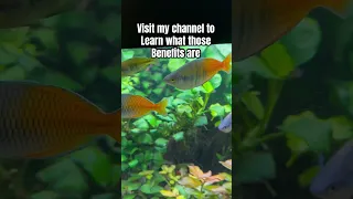 The Benefits Of Adding Live Plants To Your Aquarium #fishtank #rainbowfish #freshwatertank #howto