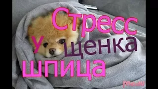 Стресс у щенка шпица, первые дни в семье.