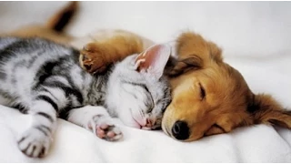 Top 10 Hunde und Katzen beste Freunde