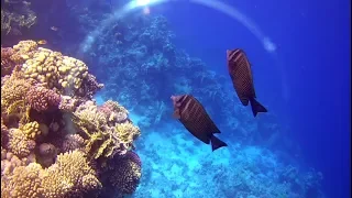 Риф отеля Reef Oasis Blue Bay, Sharm el sheikh, Egypt 2018