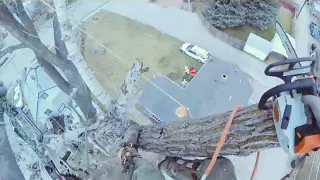 Large Cottonwood Removal