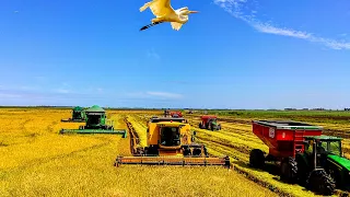 tractor stuck in rice harvest