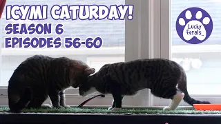 ICYMI Caturday! * Lucky Ferals S6 Episodes 56 - 60 * Cat Videos Compilation - Feral Kittens