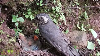 The cuckoo actually has a very happy life. 杜鹃鸟其实过得挺快乐的，寄人篱下的日子餐餐有肉吃