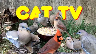 CAT TV - 3 HOURS of Relaxing Birds - Videos for Cats to Watch