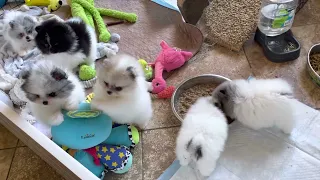 Tiny pom puppies, California Pomeranian breeders