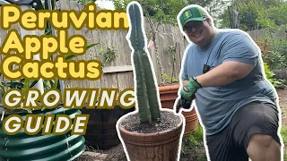 Peruvian Apple Cactus Growing Guide
