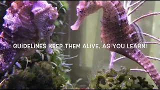 How to set up a seahorse tank (excluding dwarves)- guidelines