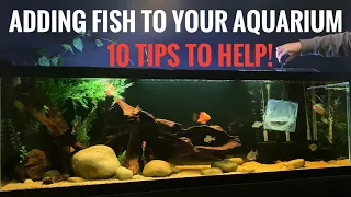 Adding NEW cichlids to your aquarium! | 10 tips | Combating aggression