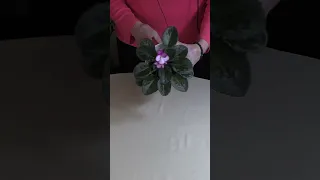 How to Prune African Violet Leaves