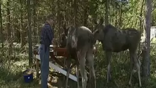 Old man in Sweden with two pet moose