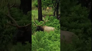 Screaming Bull Elk #colorado #elk #mountains #wildlife #bugle #shorts