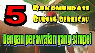 Rekomendasi 5 burung berkicau pemakan biji - bijian||5 Burung berkicau dengan perawatan simpel.