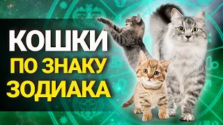 КОШКИ по ЗНАКУ ЗОДИАКА: какая порода кошек подойдет вам по гороскопу