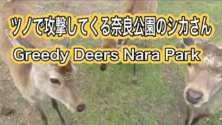 ツノで攻撃してくる奈良公園のシカさん Nara Park Deers Attacking with horns Japan