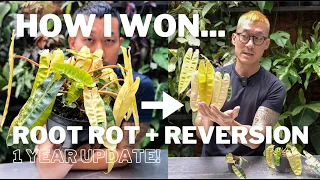 How I Overcame Root Rot and Reversion - DRAMA With Philodendron Billietiae Variegata | One Year!