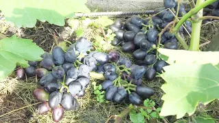 Выращивание сладкого и крупного винограда в Ленинградской области в открытом грунте