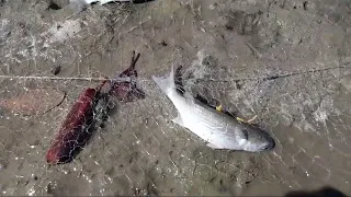 PESCARIA COM REDE DE  ARRASTO TESTADA PELA PRIMEIRA VEZ MALHOU MUITA TAINHA!#fishing