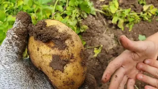 Patates hasatı